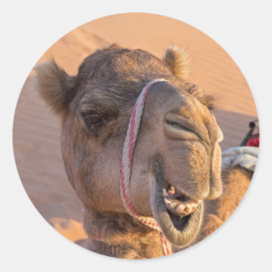 Funny Camel Runt Klistermärke