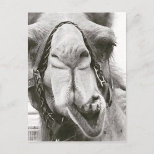 Funny Camel Vykort