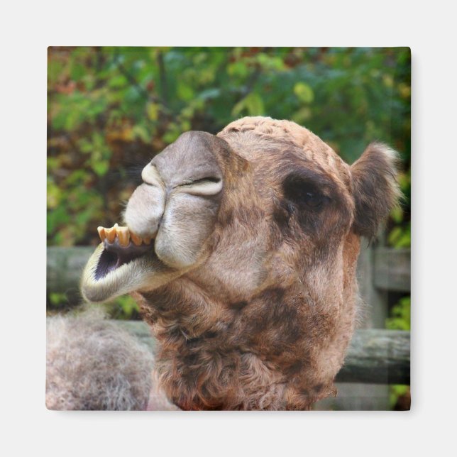 Funny Camel Wildlife Animal Photo Magnet (Framsidan)