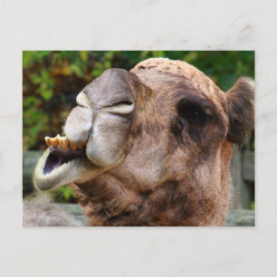Funny Camel Wildlife Animal Photo Vykort