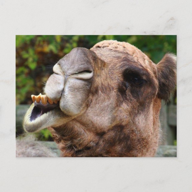 Funny Camel Wildlife Animal Photo Vykort (Framsida)