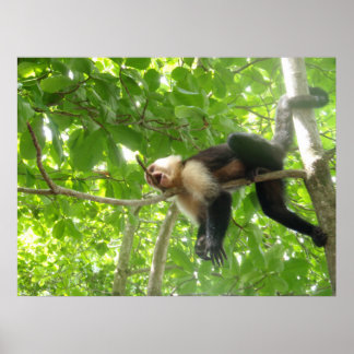 Funny Capuchin Monkey i Träd Poster