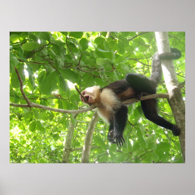 Funny Capuchin Monkey i Träd Poster (Framsidan)