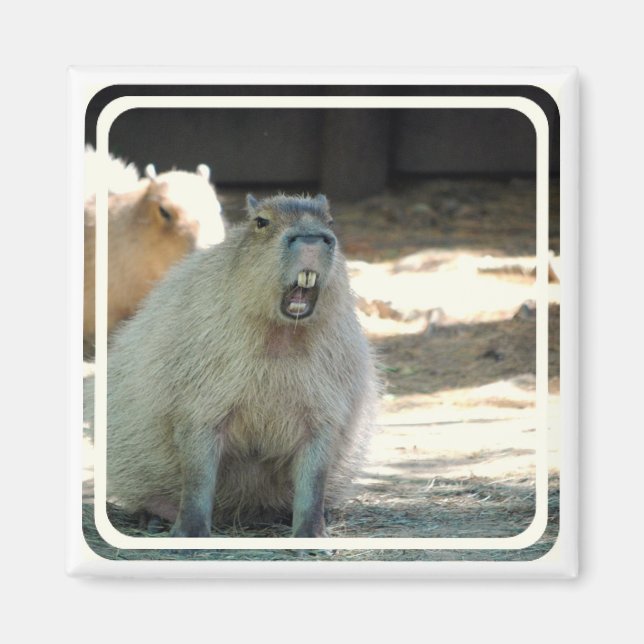 Funny Capybara Magnet (Framsidan)