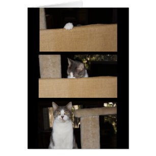 Funny Cat Admirer Hälsningskort
