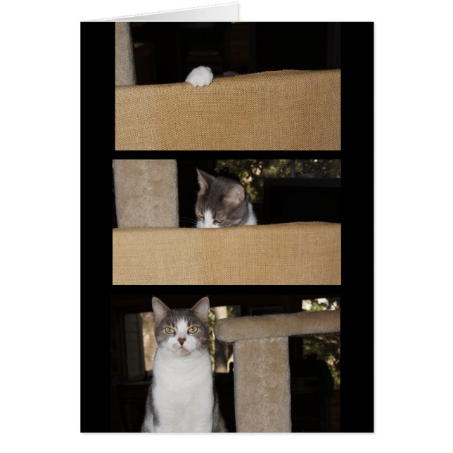 Funny Cat Admirer Hälsningskort (Framsidan)