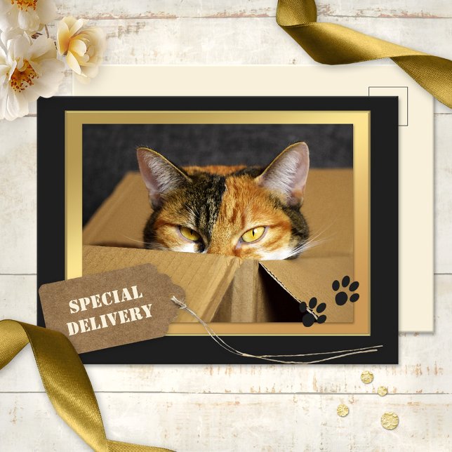 Funny Cat Birthday vykort (A cute birthday postcard featuring a kitty in a cardboard box - special delivery for cat lovers)