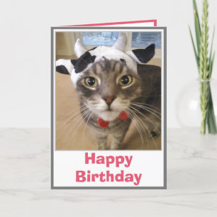 Funny Cat Cow Joke Birthday Kort