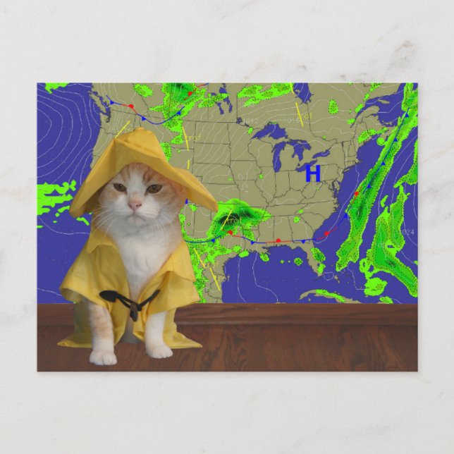 Funny Cat/Kattunge Weatherman i Gult Slicker Vykort (Framsida)