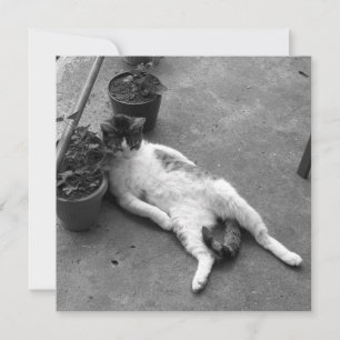 Funny Cat Lounging Black and White Kort