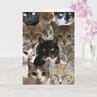 Funny Cat Lover Birthday-kort Kort