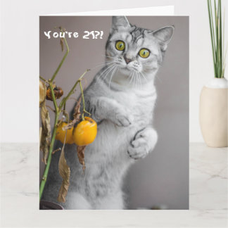 Funny Cat Lycklig 21:a födelsedagskortet Kort