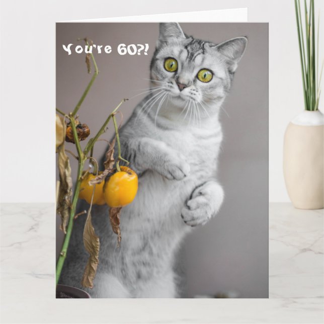 Funny Cat Lycklig 60:e födelsedagen Kort (Framsida)