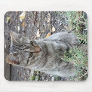 Funny Cat Musmatta