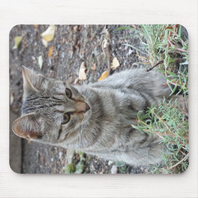 Funny Cat Musmatta (Framsidan)
