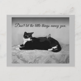 Funny Cat och Annoying Parakeet Vykort