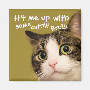 Funny Cat Photo Catnip-titel Magnet
