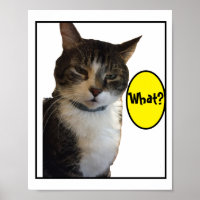 Funny Cat Photo