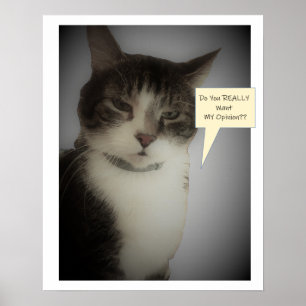 Funny Cat Photo Poster