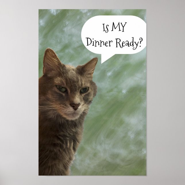 Funny Cat Photo Poster (Framsidan)