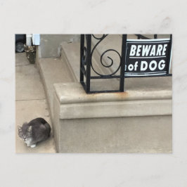 Funny Cat Photo Vykort