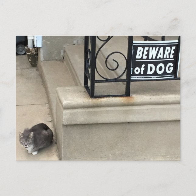 Funny Cat Photo Vykort (Framsida)