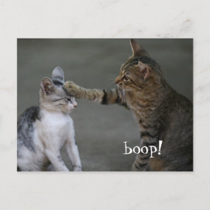 Funny Cat Postcard Boop Vykort