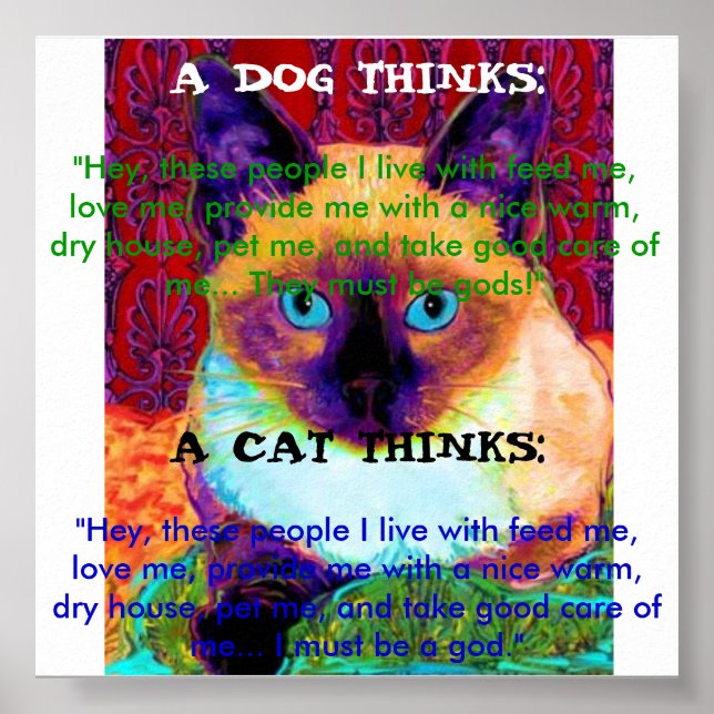 Funny Cat Poster (Framsidan)