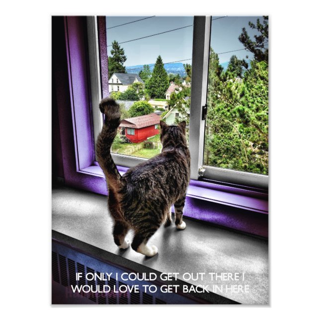 Funny Cat Poster (Framsidan)