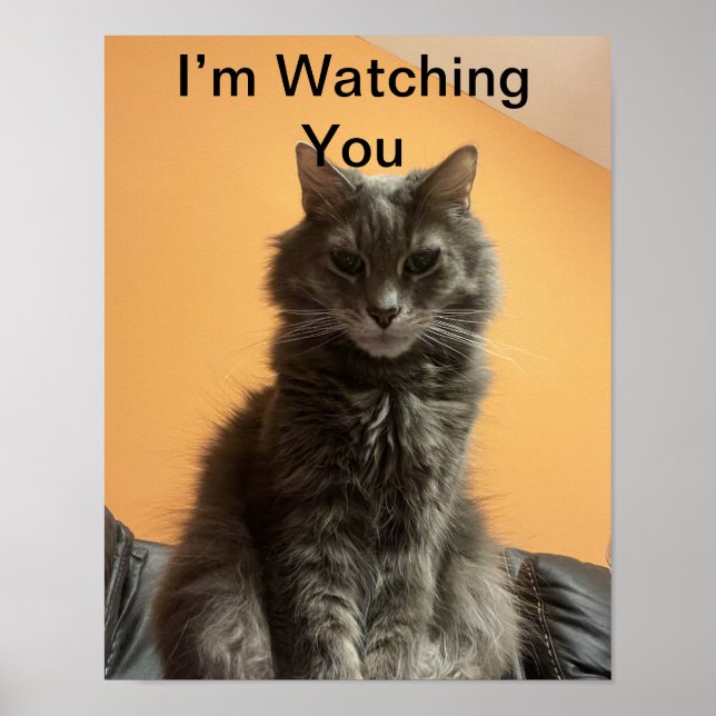 Funny Cat Poster (Framsidan)