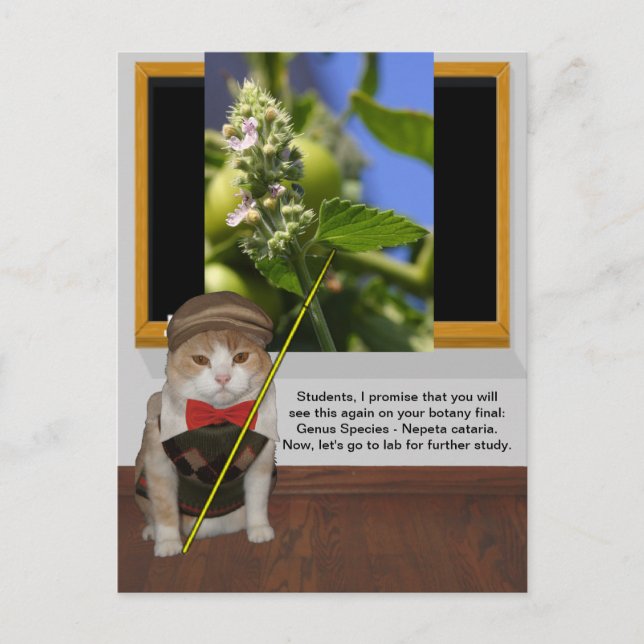 Funny Cat Professor Vykort (Framsida)