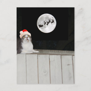Funny Cat Sees Santa Helg Vykort