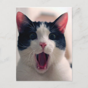 Funny Cat Vykort
