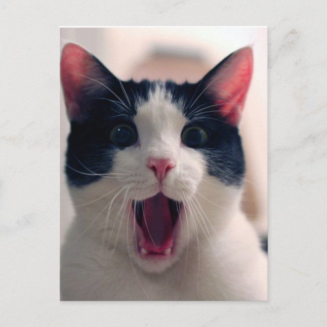 Funny Cat Vykort (Framsida)