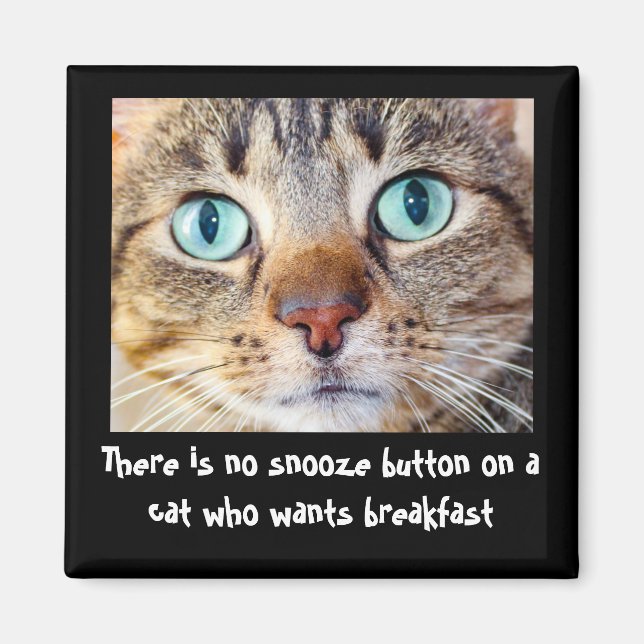 Funny Cat Wants Food Magnet (Framsidan)
