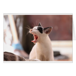 Funny Cat Yawning Hälsningskort
