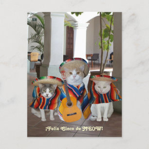 Funny Cats Feliz Cinco de Mayo Vykort
