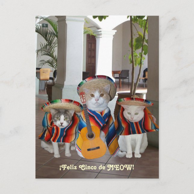 Funny Cats Feliz Cinco de Mayo Vykort (Framsida)