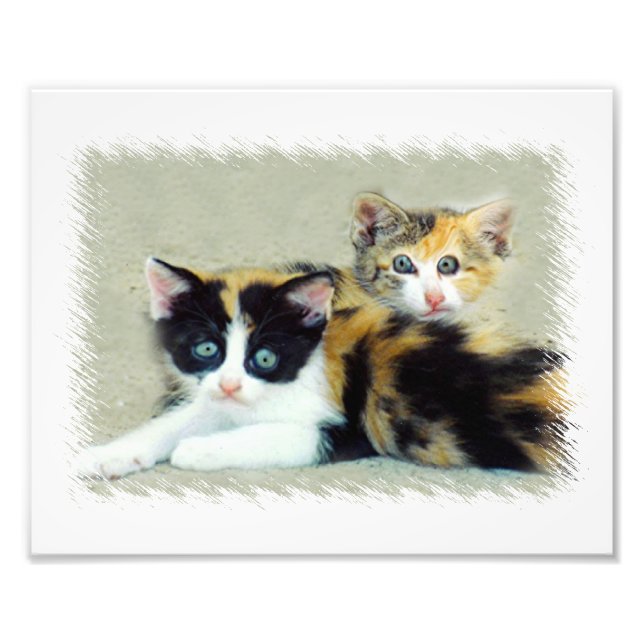 Funny Cats Fototryck (Framsidan)