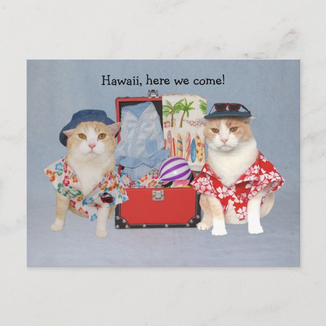 Funny Cats på Cruise Vykort (Framsida)