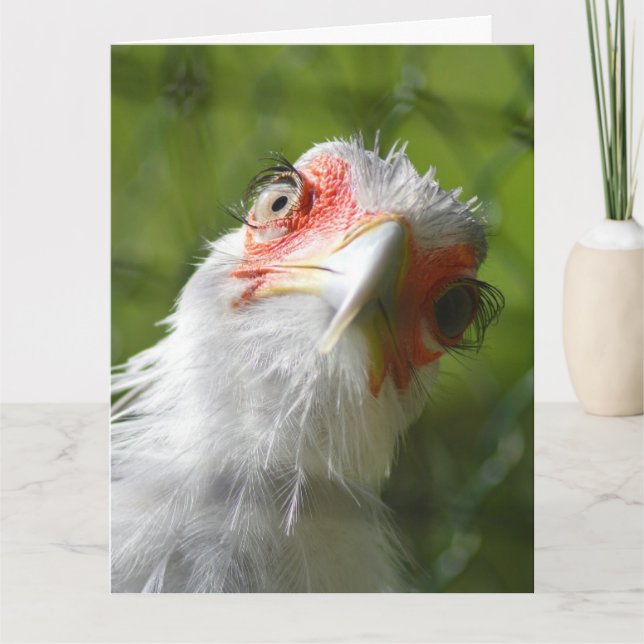 FUNNY CHICKEN BIRTHDAY GREETING CARD KORT (Framsida)
