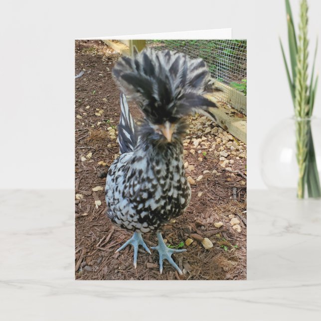 Funny Chicken Humor, Favorite Chick polska Hen Kort (Framsida)