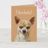 Funny Chihuahua-Hund att anpassa till en födelseda
