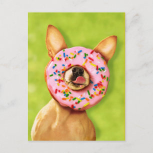 Funny Chihuahua Hund med Sprinkle Donut på Nose Vykort