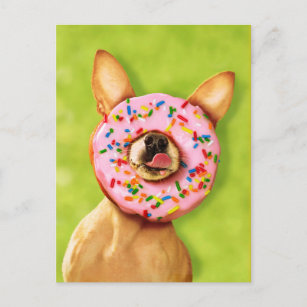 Funny Chihuahua Hund med Sprinkle Donut på Nose Vykort