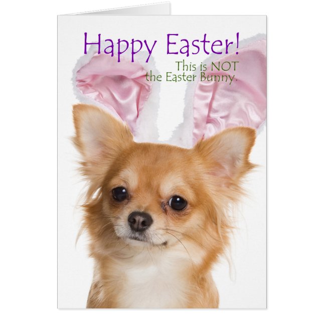 Funny Chihuahua Påsk Card Hälsningskort (Framsidan)