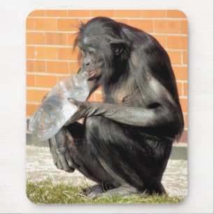 FUNNY CHIMP MUSMATTA