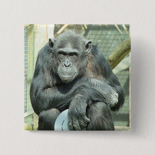 FUNNY CHIMPANZEE KNAPP (Framsida)