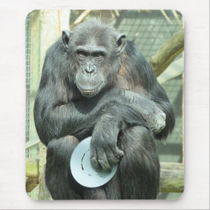 FUNNY CHIMPANZEE MUSMATTA