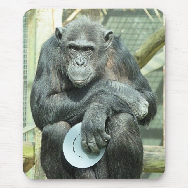 FUNNY CHIMPANZEE MUSMATTA (Framsidan)